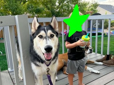Super Sweet Husky