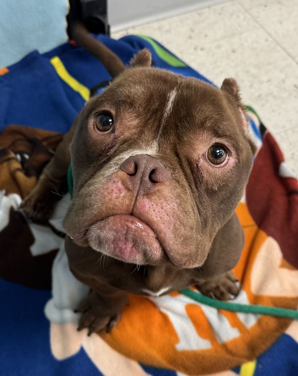 A163397 Franklin is Available for Adoption!