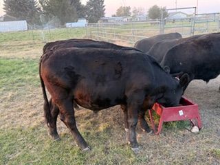 Black Angus Beef