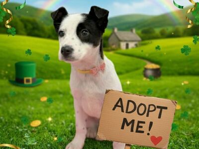 Janis, 4 month Australian Cattle Dog mix puppy