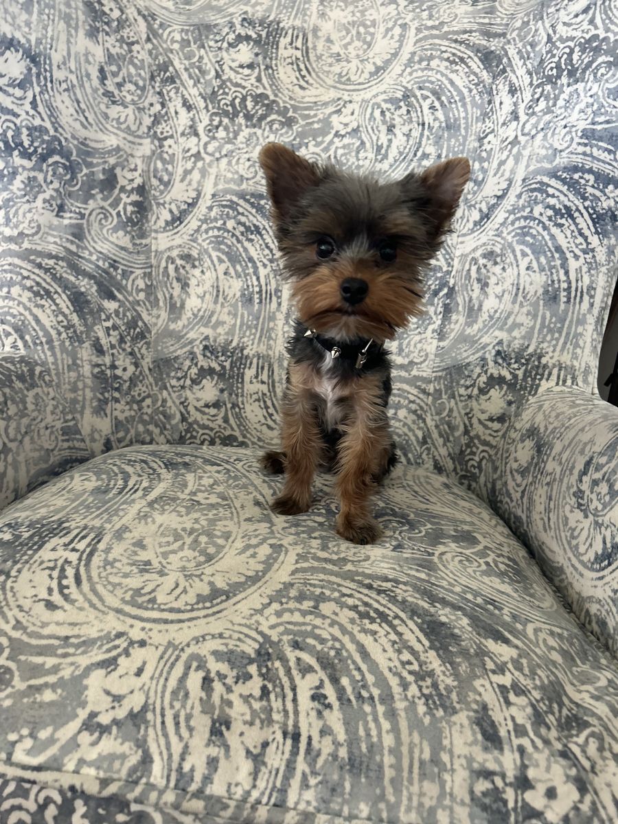 Yorkie Puppy Male