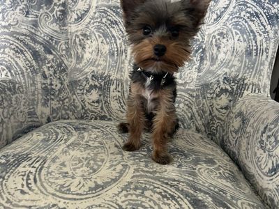Yorkie Puppy Male