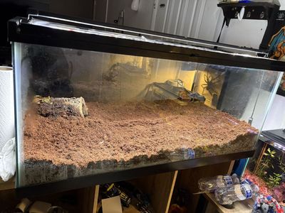 40 gallón terrarium