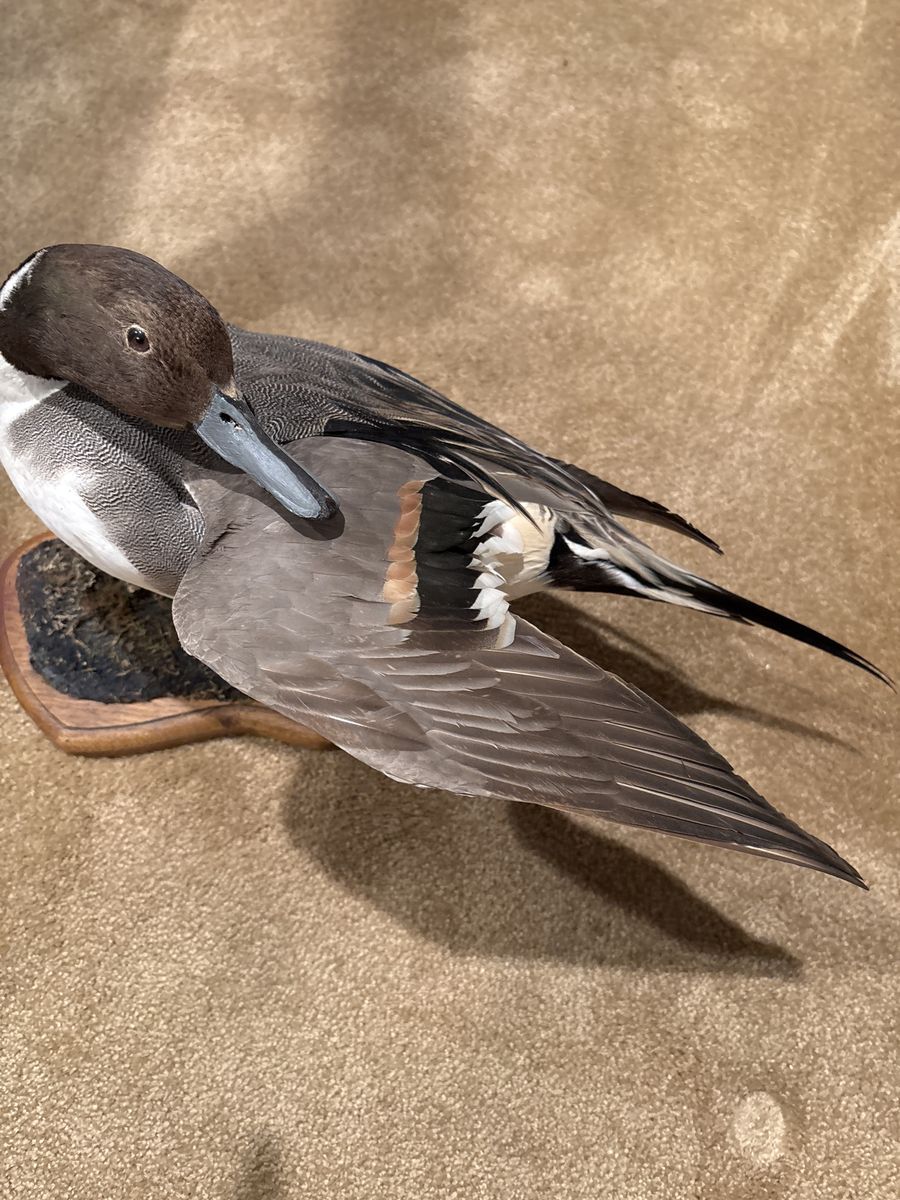 Beautiful drake Pintail Taxidermy