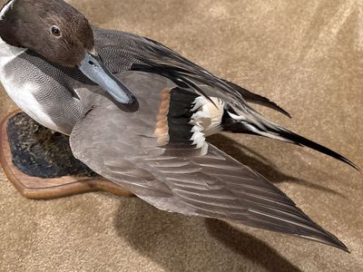 Beautiful drake Pintail Taxidermy