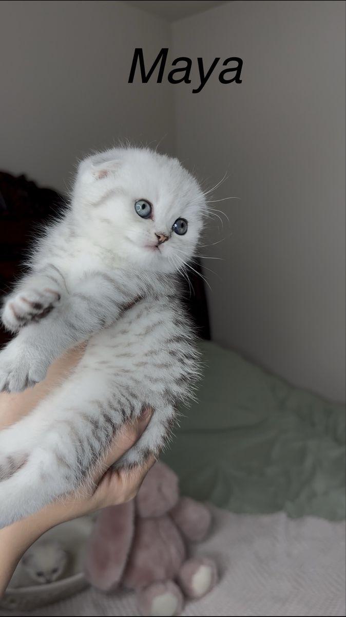 Adorable Scottish Fold Kittens for Sale - Maya (Female) and Tai Lung (Male)