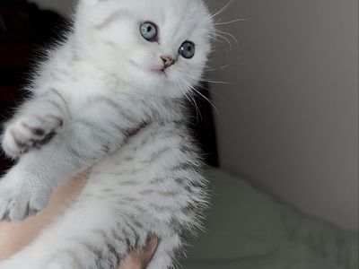 Adorable Scottish Fold Kittens for Sale - Maya (Female) and Tai Lung (Male)
