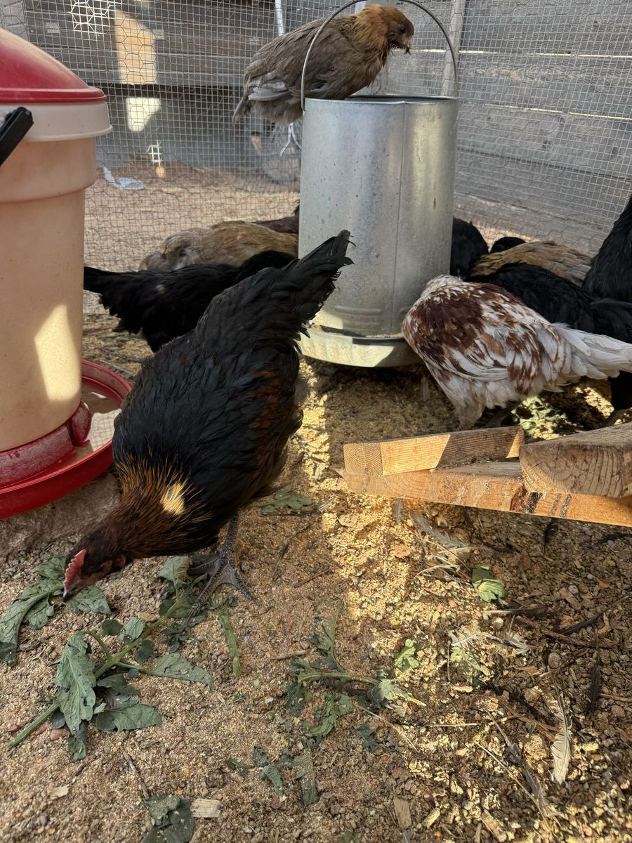 Juvenile Chickens – Straight Run – Ameraucana, Black Copper Marans, Zombie & Ayam Cemani