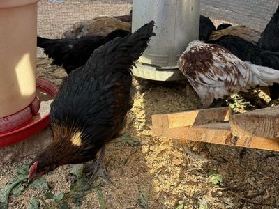 Juvenile Chickens – Straight Run – Ameraucana, Black Copper Marans, Zombie & Ayam Cemani