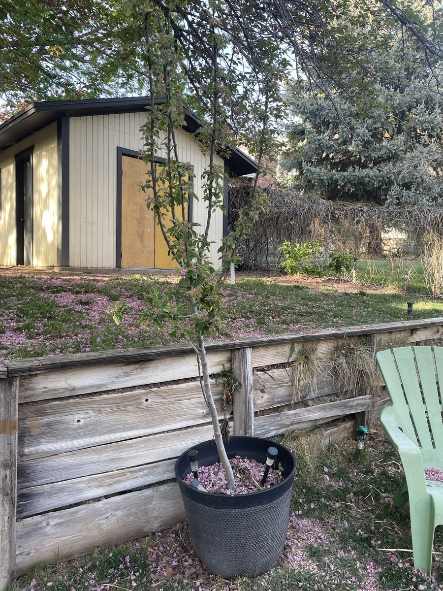 Apple Trees-Gala Or Black Arkansas