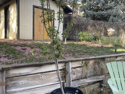 Apple Trees-Gala Or Black Arkansas