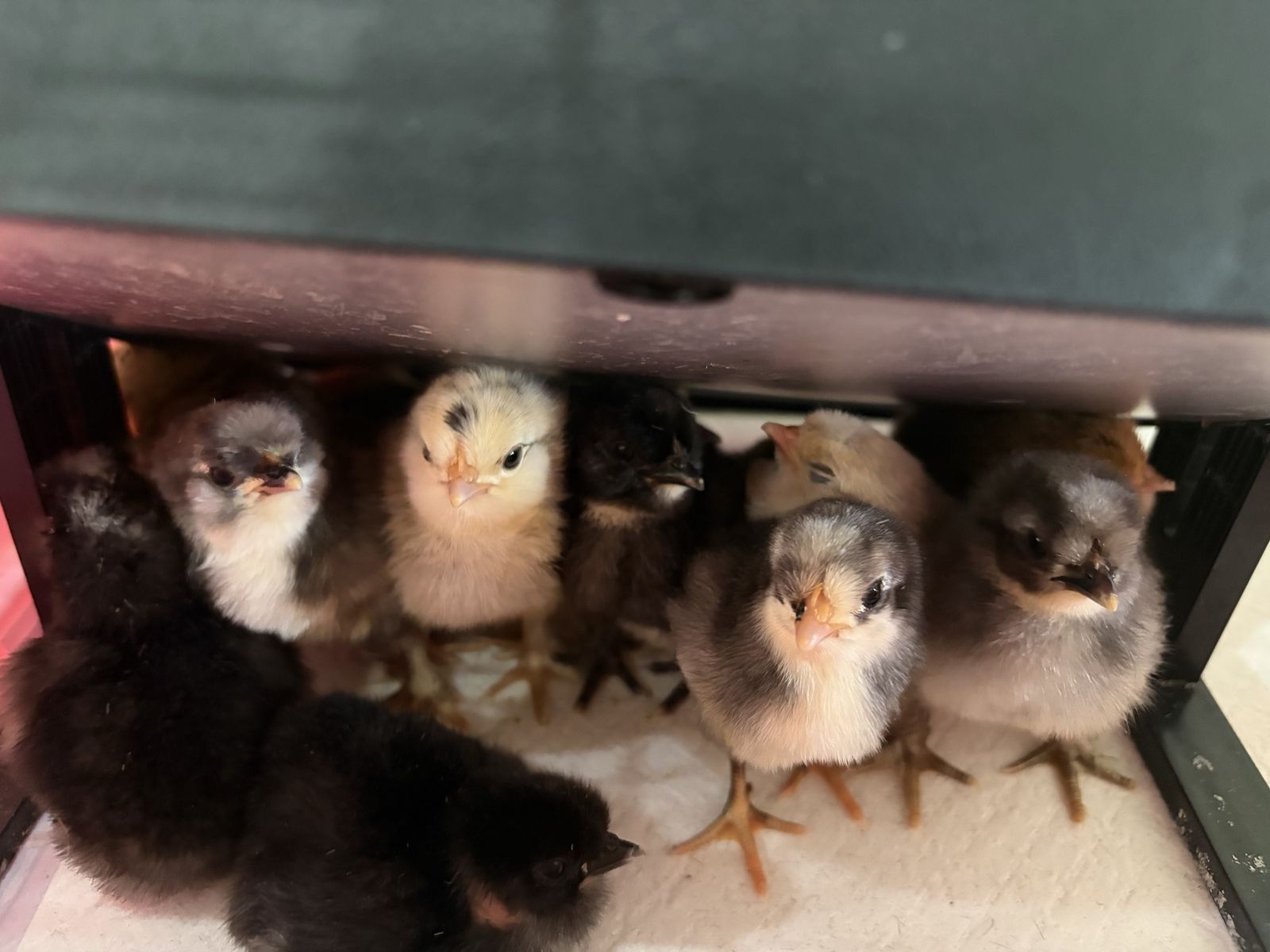 1 day old bantam chicks