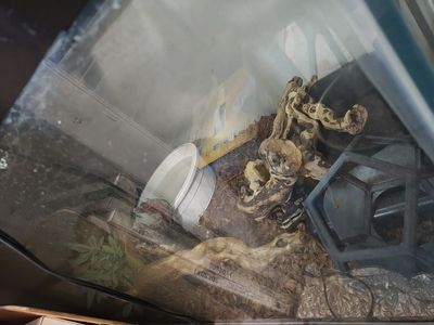 Female Ball Python with tank/accessories/food