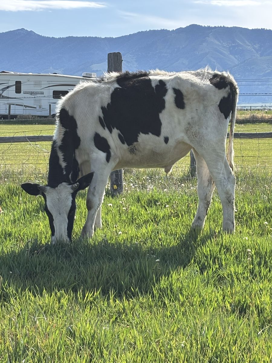 Holstein yearling steer