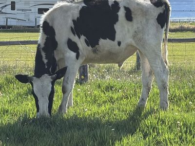 Holstein yearling steer