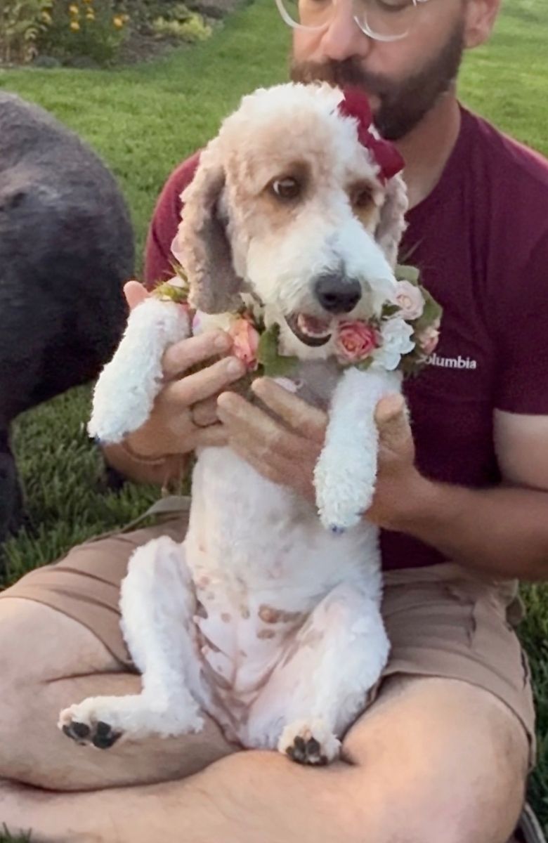 Poodle
