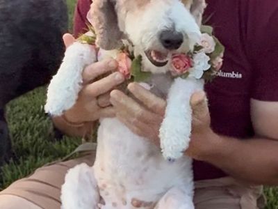 Poodle