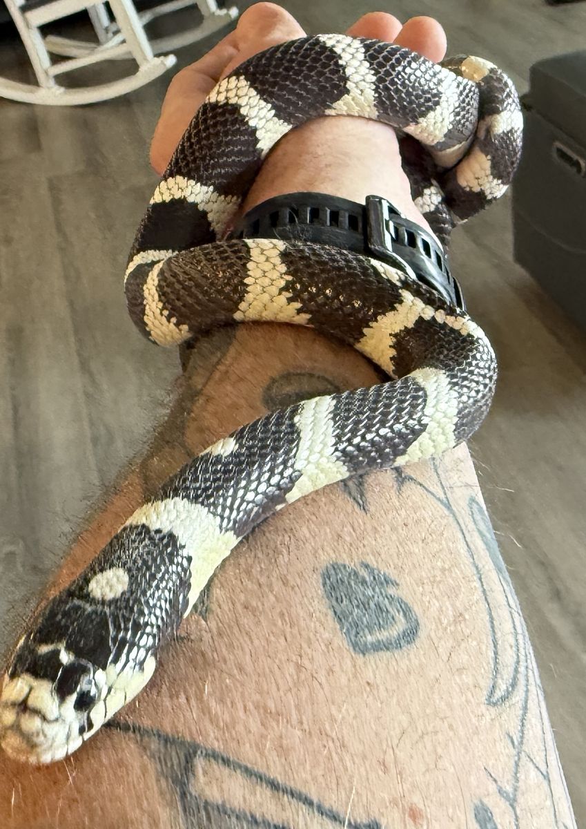 California King Snake