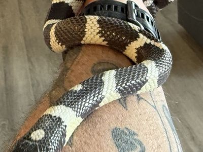 California King Snake
