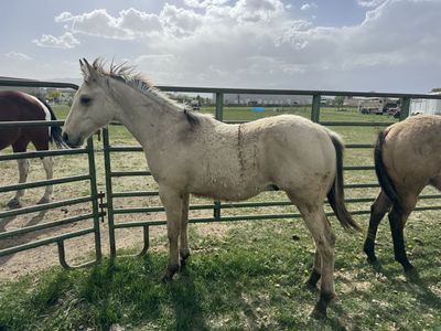 Foundation AQHA Buckskin Yearling Colt