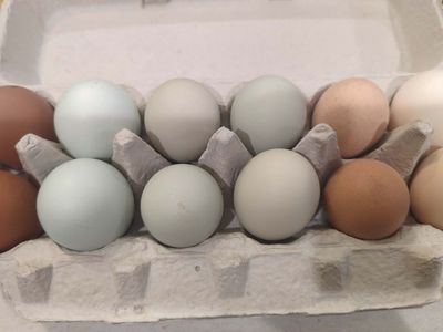 Hen's Choice Hatching Eggs