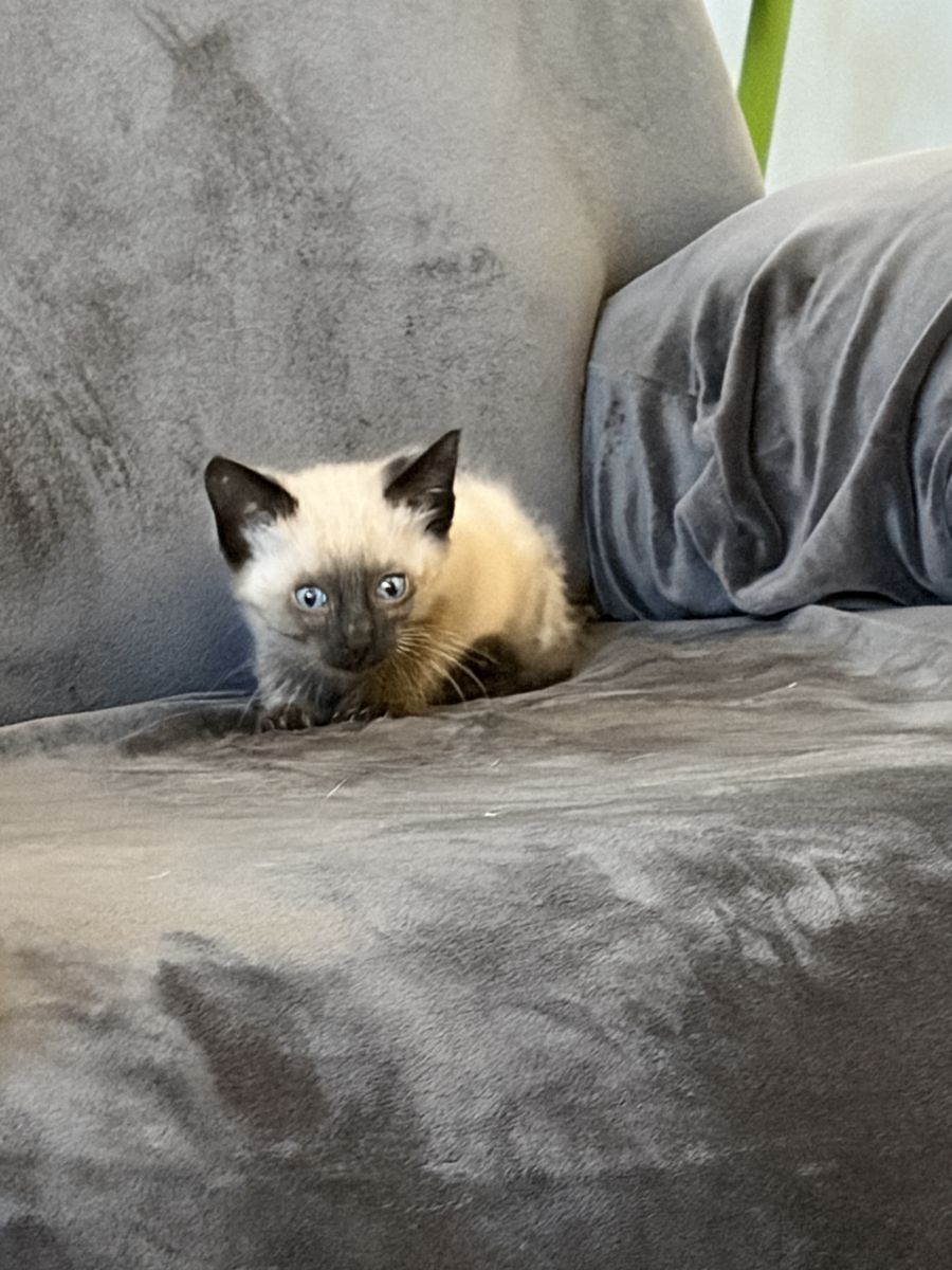 Adorable chocolate point and lilac point kittens