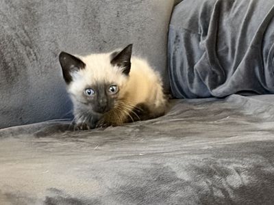 Adorable chocolate point and lilac point kittens