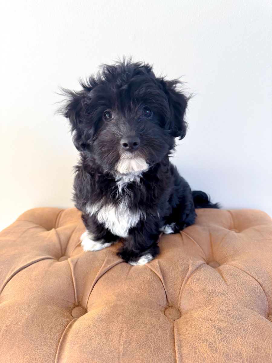 Maltese Mix - Hypoallergenic Maltipoo Toy Poodle Bichon Havanese, ESA Temperament, Service Dog, Lap Dog, Velcro Dog, Trained