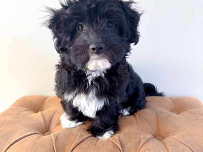 Maltese Mix - Hypoallergenic Maltipoo Toy Poodle Bichon Havanese, ESA Temperament, Service Dog, Lap Dog, Velcro Dog, Trained