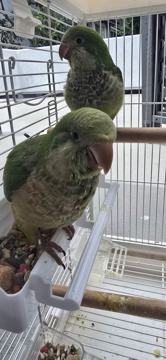 Green baby Quaker
