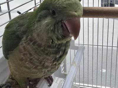 Green baby Quaker