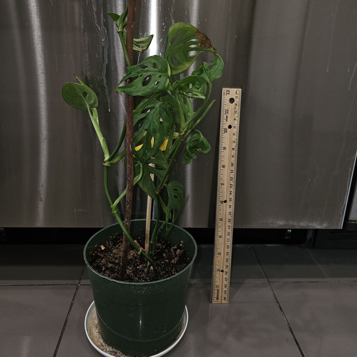 Monstera Swiss Cheese