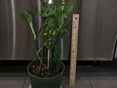 Monstera Swiss Cheese