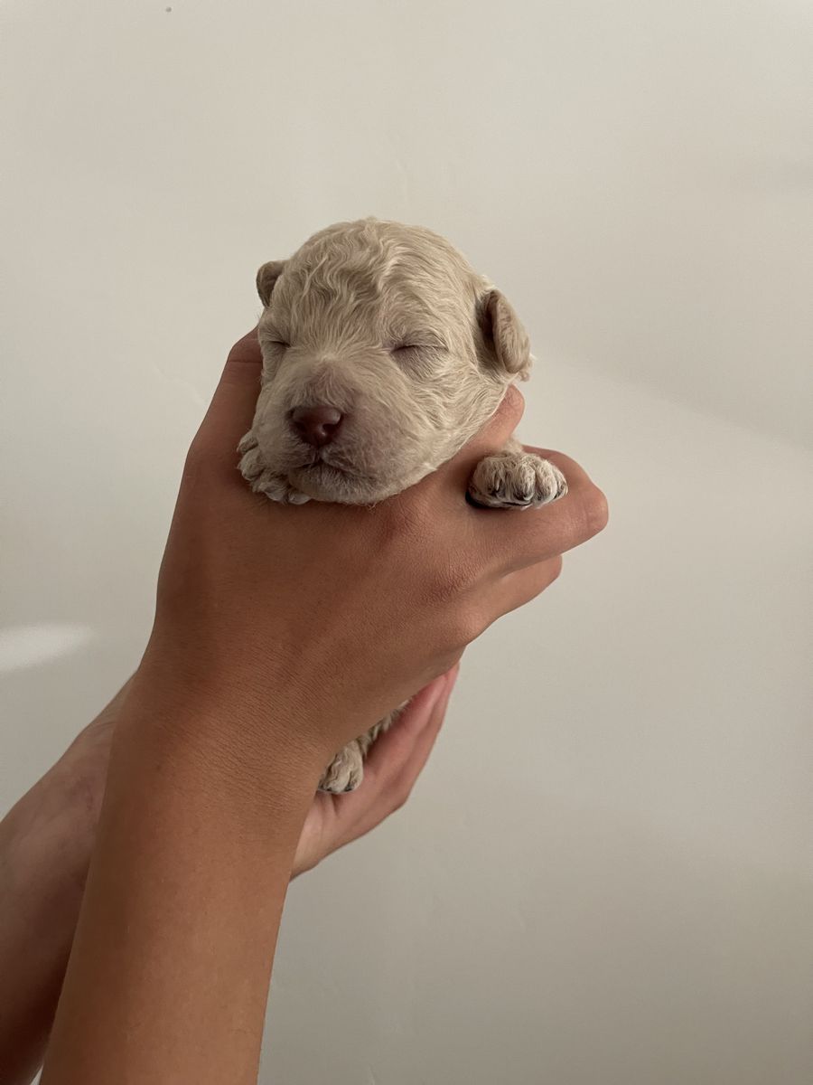 Puppy