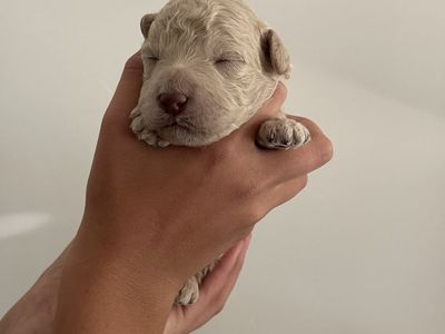 Puppy