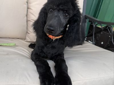 AKC Standard Poodle Puppies