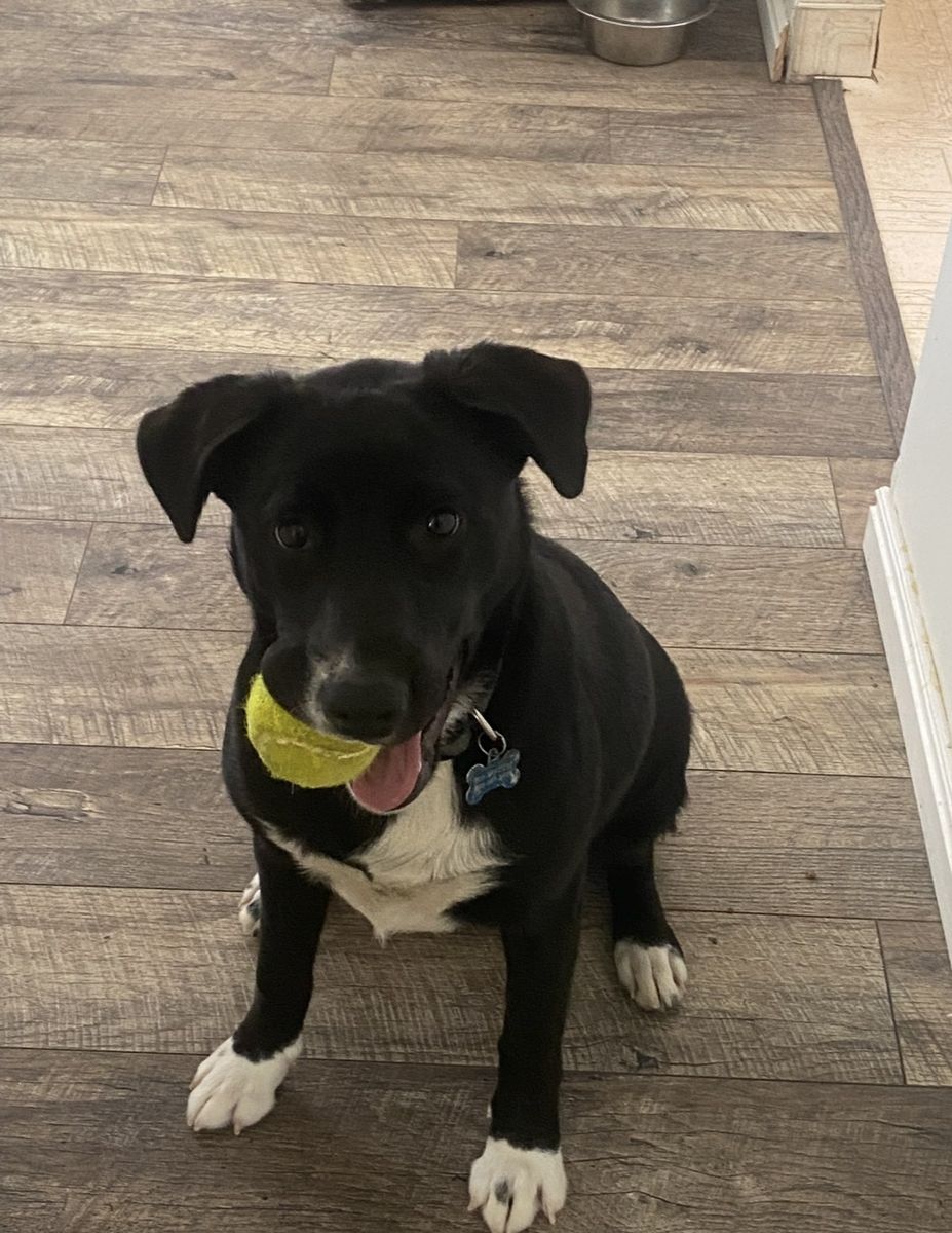 Remington (Lab/Border Collie)