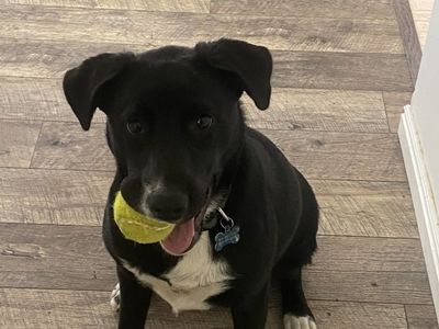 Remington (Lab/Border Collie)