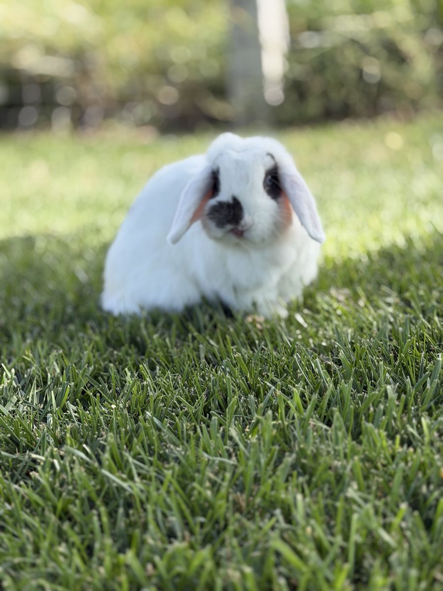 2 - Holland Lop bunnies