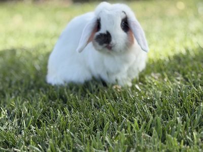 2 - Holland Lop bunnies