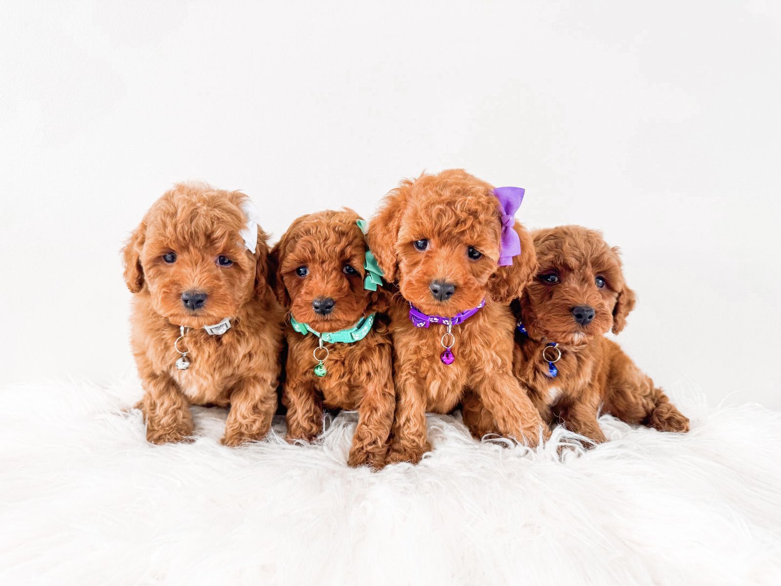 Rare Female 6-10lb Toy Goldendoodles Golden Doodle