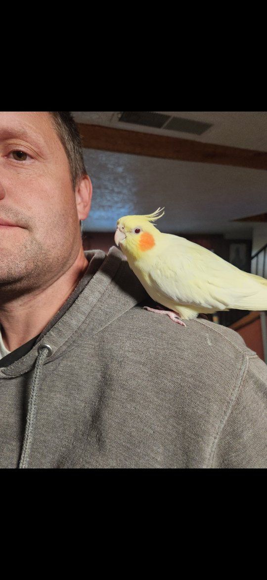 sweet cockatiel with cage