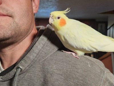 sweet cockatiel with cage
