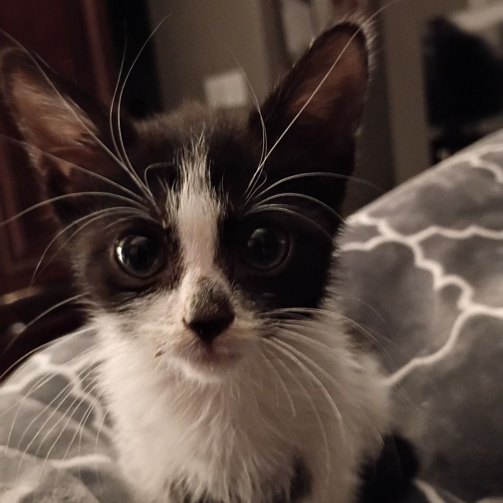 Hello my name is Persephone