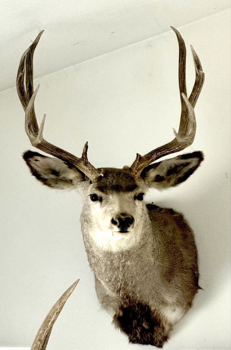 Mounted Mule deer