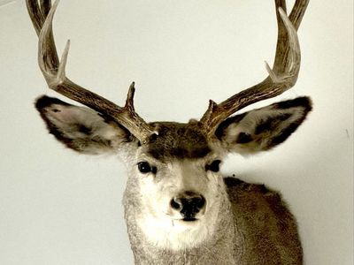 Mounted Mule deer
