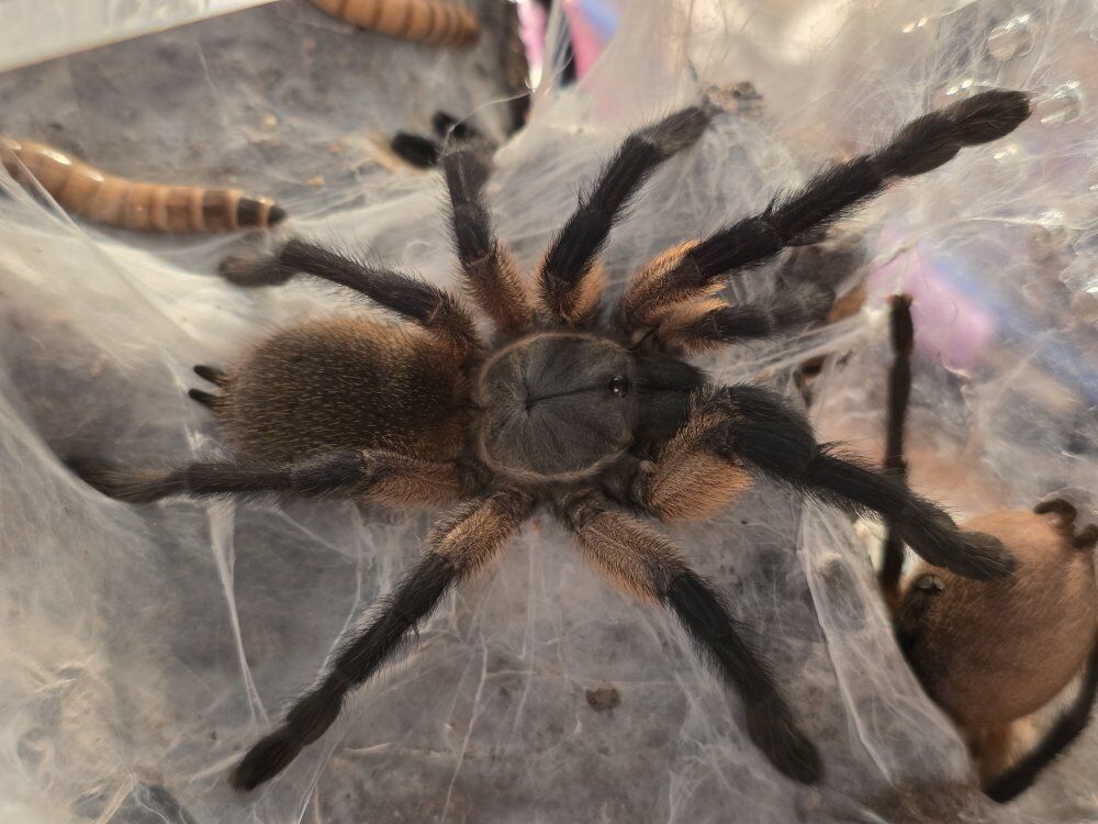 Monocentropus Balfouri Tarantula Communal