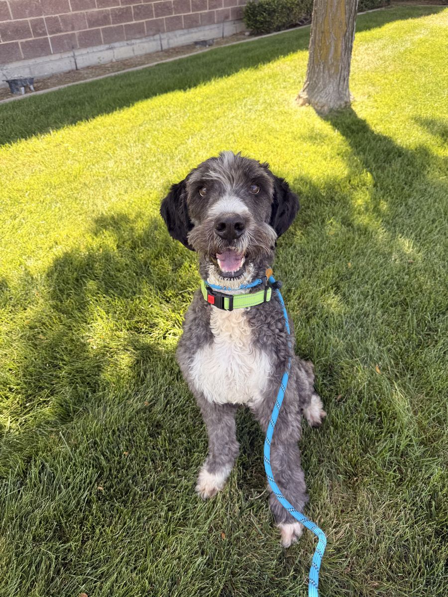 A163850 Zoe is Available for Adoption!