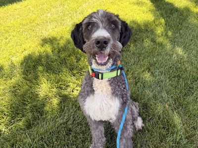 A163850 Zoe is Available for Adoption!