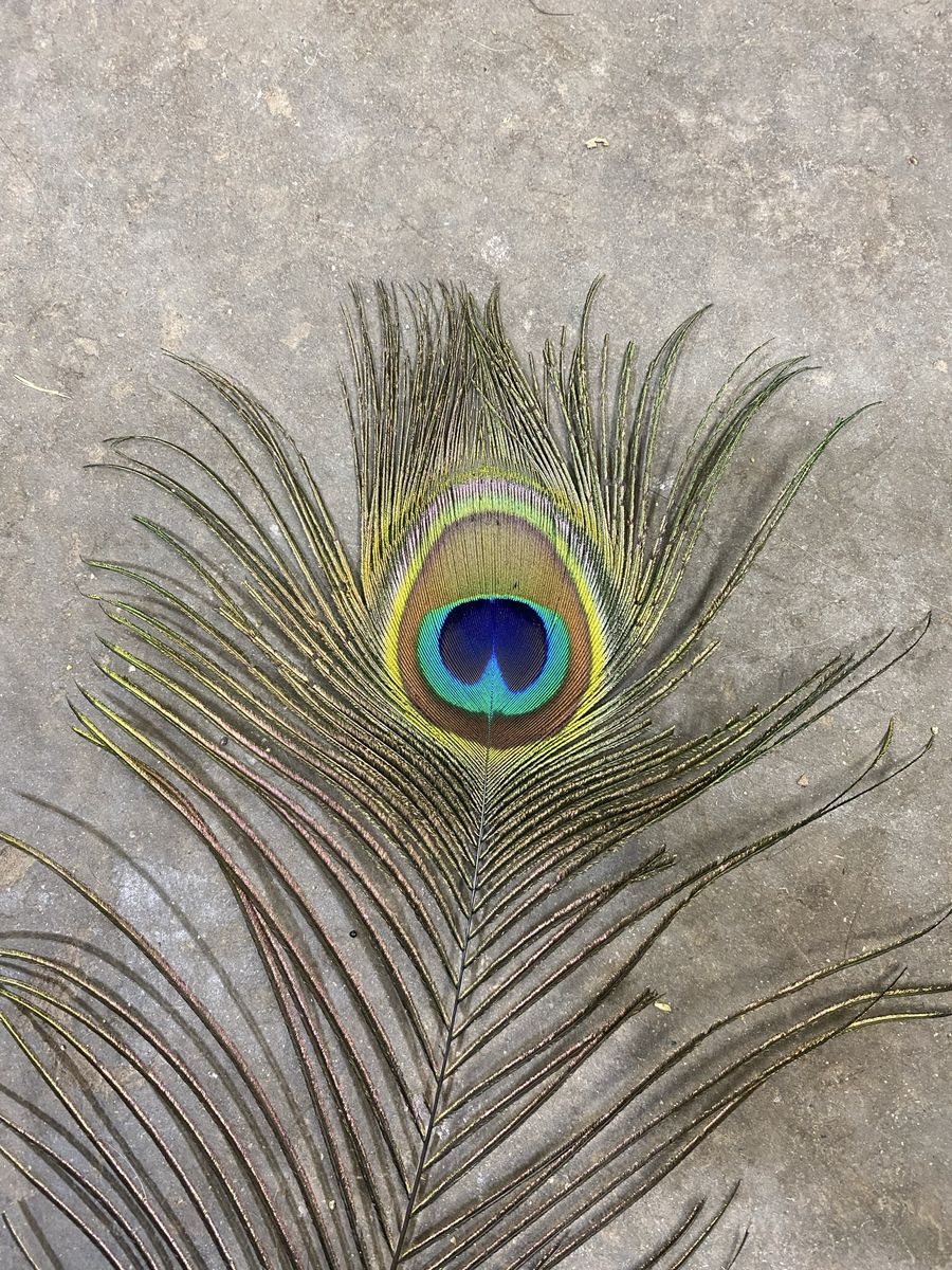 Peacock Tail